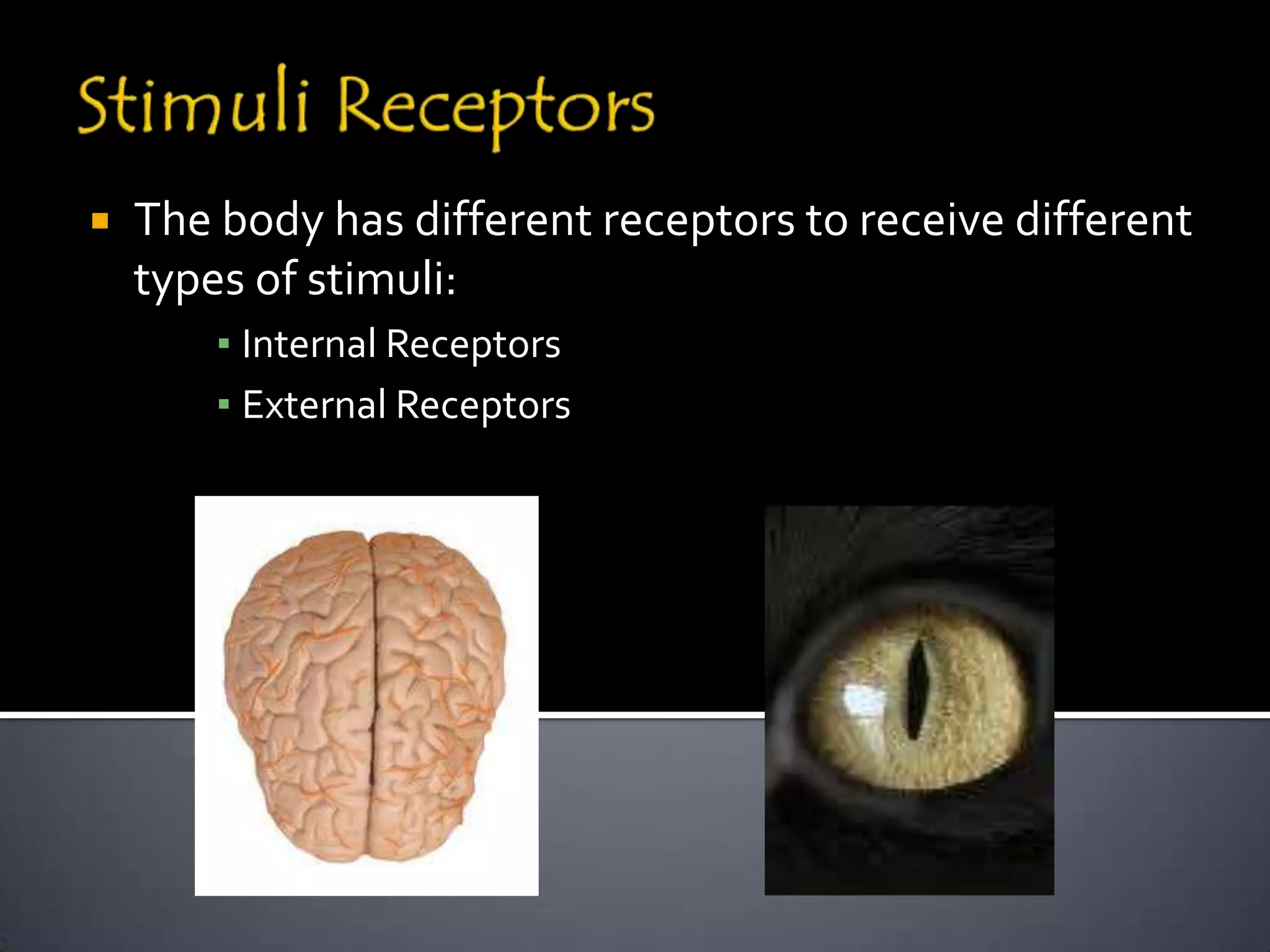    The body has different receptors to receive different
    types of stimuli:
        ▪ Internal Receptors
        ▪ External Receptors
 