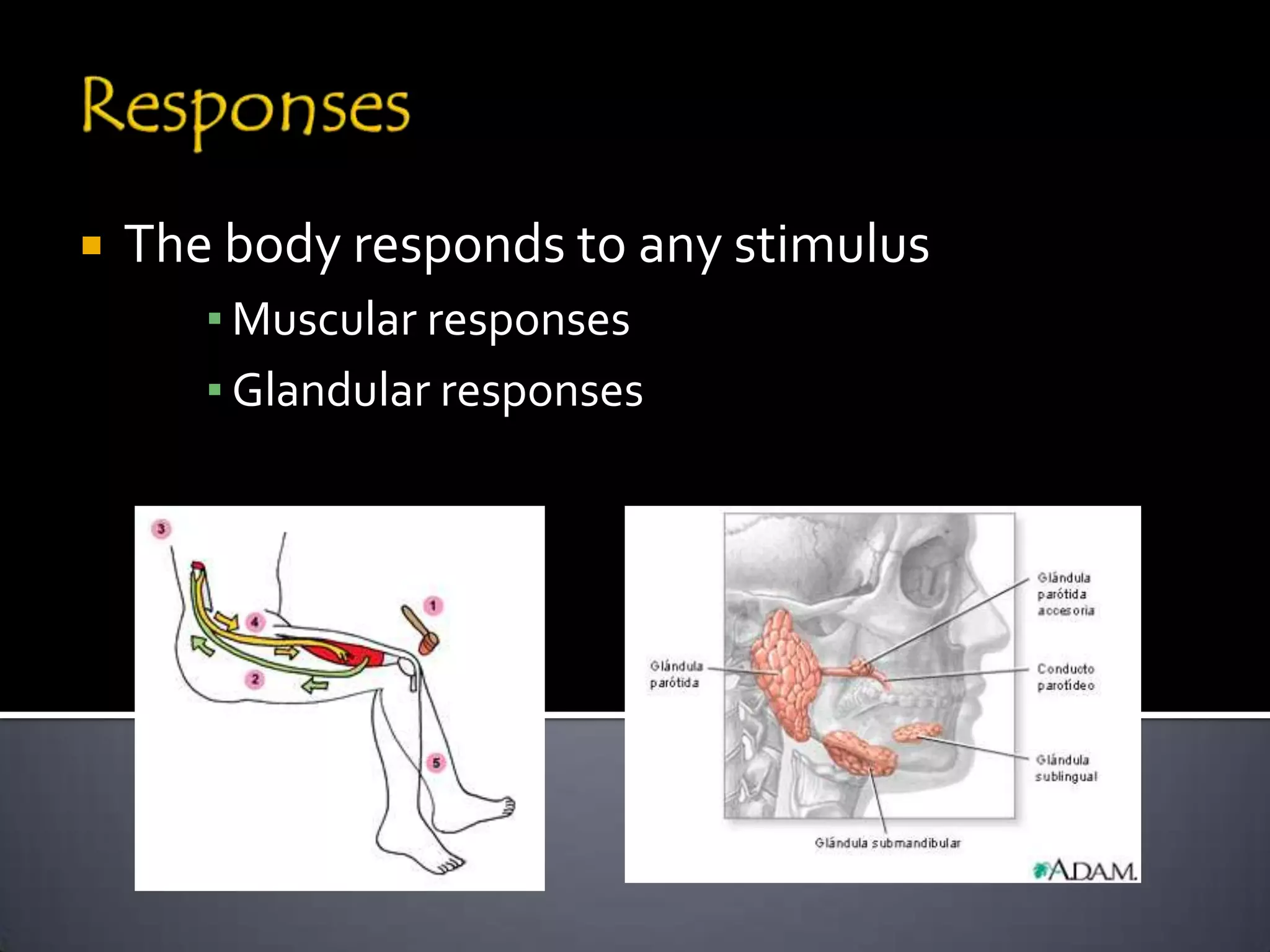    The body responds to any stimulus
       ▪ Muscular responses
       ▪ Glandular responses
 