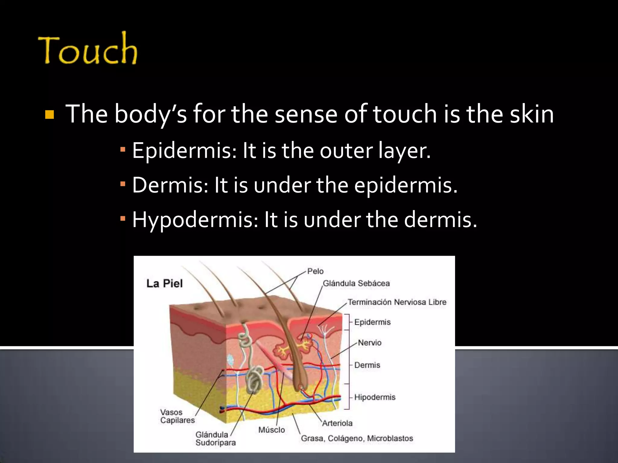    The body’s for the sense of touch is the skin
         Epidermis: It is the outer layer.
         Dermis: It is under the epidermis.
         Hypodermis: It is under the dermis.
 