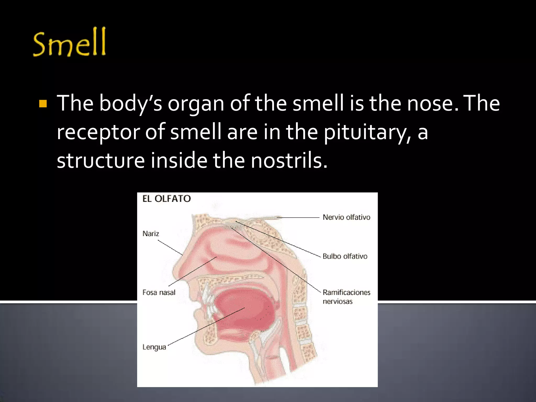   The body’s organ of the smell is the nose. The
    receptor of smell are in the pituitary, a
    structure inside the nostrils.
 