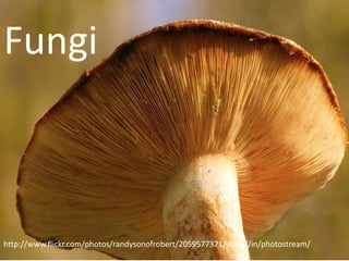 Fungi



http://www.flickr.com/photos/randysonofrobert/2059577371/sizes/l/in/photostream/
 