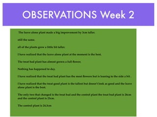 OBSERVATIONS Week 2
The leave alone plant made a big improvement by 3cm taller.

still the same.

all of the plants grew a little bit taller.

I have realized that the leave alone plant at the moment is the best.

The treat bad plant has almost grown a full ﬂower.

Nothing has happened to day.

I have realized that the treat bad plant has the most ﬂowers but is leaning to the side a bit .

I have realized that the treat good plant is the tallest but doesn’t look as good and the leave
alone plant is the best.

The only two that changed is the treat bad and the control plant the treat bad plant is 26cm
and the control plant is 23cm.

The control plant is 24.3cm
 