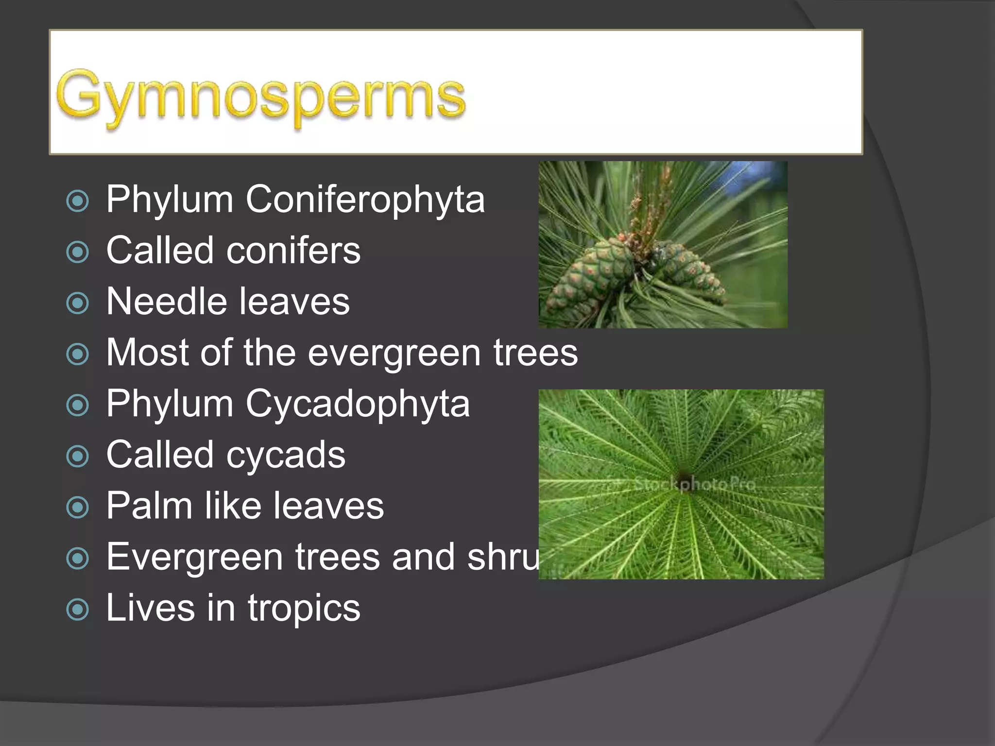    Phylum Coniferophyta
   Called conifers
   Needle leaves
   Most of the evergreen trees
   Phylum Cycadophyta
   Called cycads
   Palm like leaves
   Evergreen trees and shrubs
   Lives in tropics
 