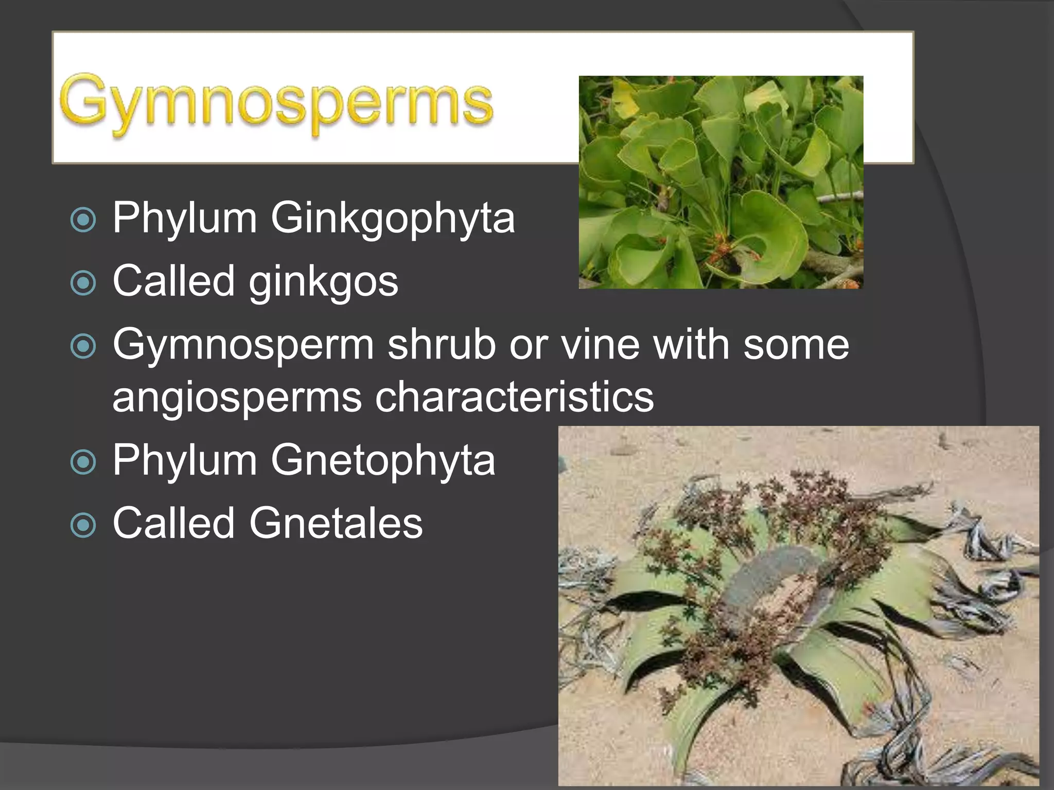  Phylum Ginkgophyta
 Called ginkgos
 Gymnosperm shrub or vine with some
  angiosperms characteristics
 Phylum Gnetophyta
 Called Gnetales
 