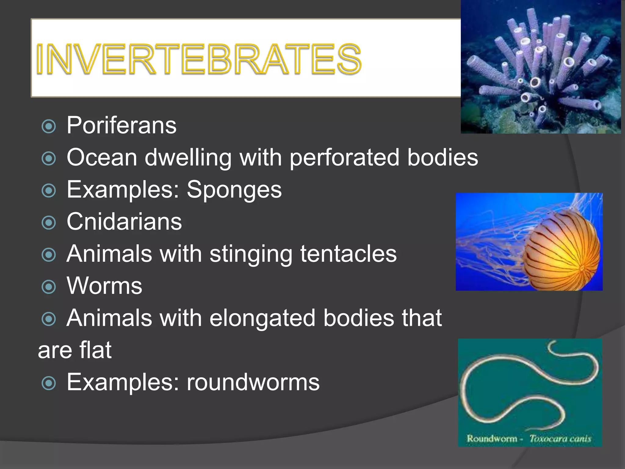   Poriferans
 Ocean dwelling with perforated bodies
 Examples: Sponges
 Cnidarians
 Animals with stinging tentacles
 Worms
 Animals with elongated bodies that
are flat
 Examples: roundworms
 