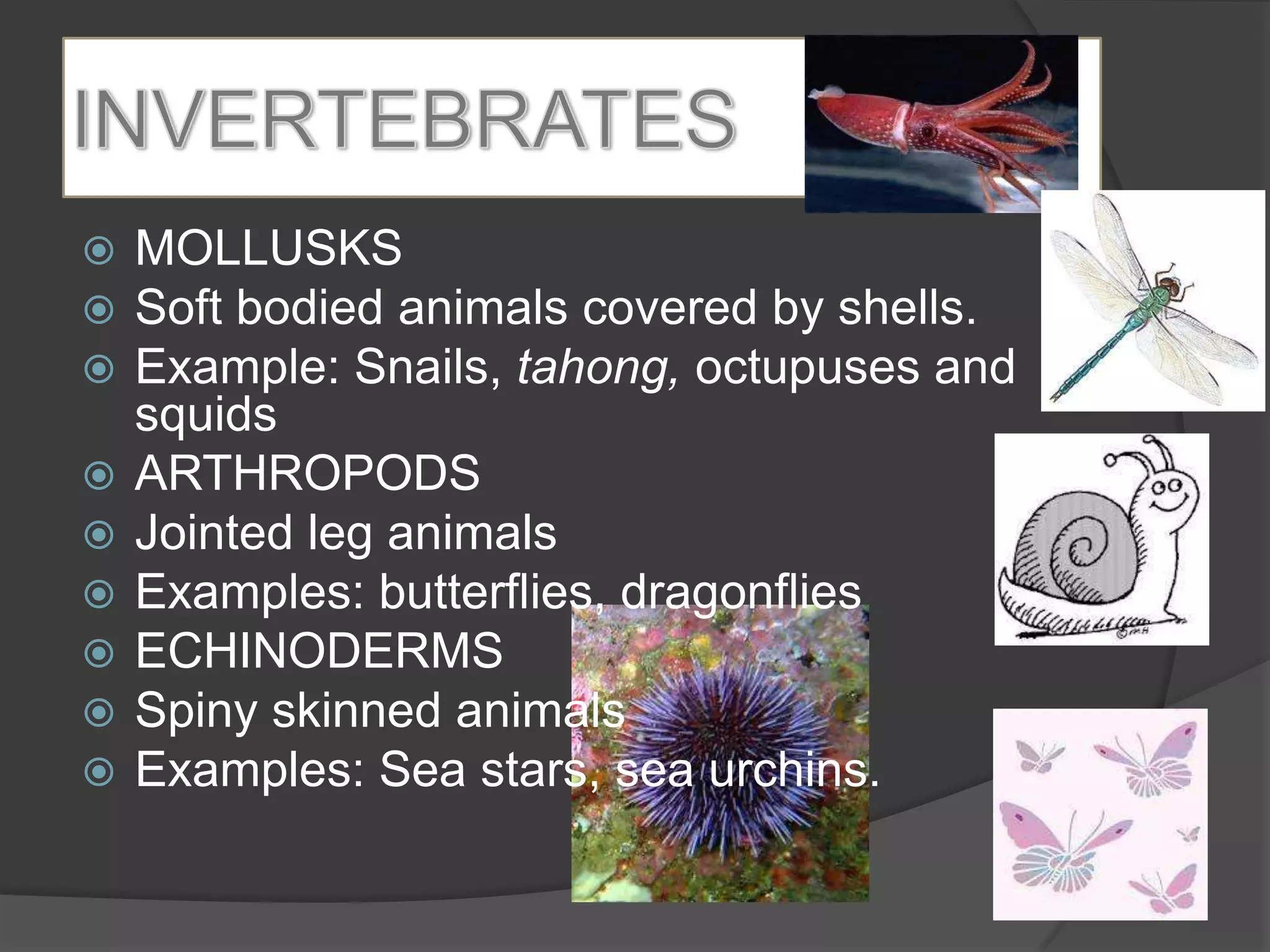    MOLLUSKS
   Soft bodied animals covered by shells.
   Example: Snails, tahong, octupuses and
    squids
   ARTHROPODS
   Jointed leg animals
   Examples: butterflies, dragonflies
   ECHINODERMS
   Spiny skinned animals
   Examples: Sea stars, sea urchins.
 