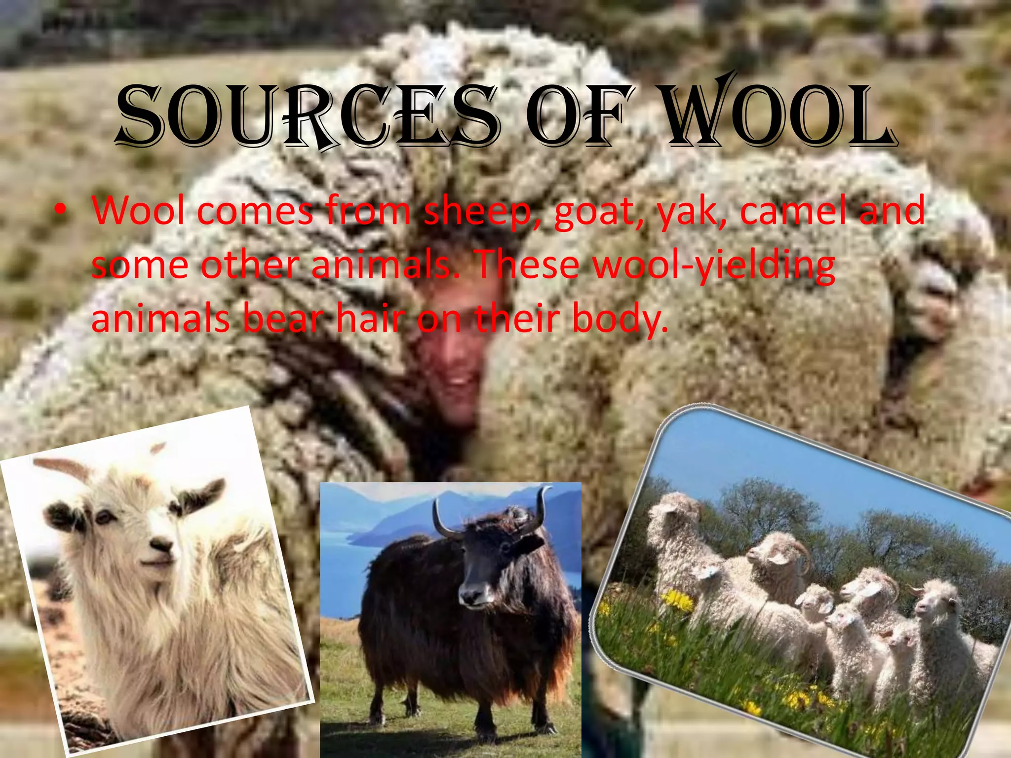 wool from fibre to fabric | PPTX