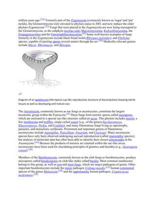 million years ago.[122]
Formerly part of the Zygomycota (commonly known as 'sugar' and 'pin'
molds), the Glomeromycota were elevated to phylum status in 2001 and now replace the older
phylum Zygomycota.[123]
Fungi that were placed in the Zygomycota are now being reassigned to
the Glomeromycota, or the subphyla incertae sedis Mucoromycotina, Kickxellomycotina, the
Zoopagomycotina and the Entomophthoromycotina.[42]
Some well-known examples of fungi
formerly in the Zygomycota include black bread mold (Rhizopus stolonifer), and Pilobolus
species, capable of ejecting spores several meters through the air.[124]
Medically relevant genera
include Mucor, Rhizomucor, and Rhizopus.
Diagram of an apothecium (the typical cup-like reproductive structure of Ascomycetes) showing sterile
tissues as well as developing and mature asci.
The Ascomycota, commonly known as sac fungi or ascomycetes, constitute the largest
taxonomic group within the Eumycota.[41]
These fungi form meiotic spores called ascospores,
which are enclosed in a special sac-like structure called an ascus. This phylum includes morels, a
few mushrooms and truffles, single-celled yeasts (e.g., of the genera Saccharomyces,
Kluyveromyces, Pichia, and Candida), and many filamentous fungi living as saprotrophs,
parasites, and mutualistic symbionts. Prominent and important genera of filamentous
ascomycetes include Aspergillus, Penicillium, Fusarium, and Claviceps. Many ascomycete
species have only been observed undergoing asexual reproduction (called anamorphic species),
but analysis of molecular data has often been able to identify their closest teleomorphs in the
Ascomycota.[125]
Because the products of meiosis are retained within the sac-like ascus,
ascomycetes have been used for elucidating principles of genetics and heredity (e.g., Neurospora
crassa).[126]
Members of the Basidiomycota, commonly known as the club fungi or basidiomycetes, produce
meiospores called basidiospores on club-like stalks called basidia. Most common mushrooms
belong to this group, as well as rust and smut fungi, which are major pathogens of grains. Other
important basidiomycetes include the maize pathogen Ustilago maydis,[127]
human commensal
species of the genus Malassezia,[128]
and the opportunistic human pathogen, Cryptococcus
neoformans.[129]
 