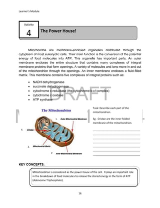DRAFT
March 31, 2014
Learner’s Module
16
The Power House!
Activity
4
Mitochondria are membrane-enclosed organelles distributed through the
cytoplasm of most eukaryotic cells. Their main function is the conversion of the potential
energy of food molecules into ATP. This organelle has important parts. An outer
membrane encloses the entire structure that contains many complexes of integral
membrane proteins that form openings. A variety of molecules and ions move in and out
of the mitochondrion through the openings. An inner membrane encloses a fluid-filled
matrix. This membrane contains five complexes of integral proteins such as:
 NADH dehydrogenase
 succinate dehydrogenase
 cytochrome c reductase (the cytochrome b-c1complex)
 cytochrome c oxidase
 ATP synthase
KEY CONCEPTS:
Task: Describe each part of the
mitochondrion.
Eg. Cristae are the inner folded
membrane of the mitochondrion.
_________________________________
_________________________________
_________________________________
_________________________________
_________________________________
_________________________________
_________________________________
_________________________________
_____________________
Mitochondrion is considered as the power house of the cell. It plays an important role
in the breakdown of food molecules to release the stored energy in the form of ATP
(Adenosine Triphosphate).
1.
2.
3.
4.
 