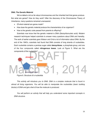 DRAFT
March 31, 2014
19
phosphate
base
deoxyribose sugar
DNA: The Genetic Material
We’ve talked a lot so far about chromosomes and the inherited trait that genes produce.
But what are genes? How do they work? After the discovery of the Chromosome Theory of
Inheritance, many questions remained unanswered.
 Of what material are genes made?
 How does the genetic material produce the characteristics of an organism?
 How is the genetic code passed from parents to offspring?
Scientists now know that the genetic material is DNA (Deoxyribonucleic acid). Modern
research techniques helped scientists to answer many questions about DNA and heredity.
The work of earlier scientists gave Watson and Crick a lot of information about DNA. By the
end of the 1940’s, scientists had found that DNA consists of long strands of nucleotides.
Each nucleotide contains a pentose sugar called deoxyribose, a phosphate group, and one
of the four compounds called nitrogenous bases. Look at Figure 5. What are the
components of the nucleotide?
Figure 6. Structure of a nucleotide
This activity will introduce you to DNA. DNA is a complex molecule that is found in
almost all living organisms. You will be able to manipulate the nucleotides (basic building
blocks) of DNA and get a feel of how the molecule is produced.
You will perform an activity that will help you understand some important concepts in
DNA structure.
 
