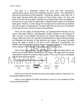 DRAFT
March 31, 2014
Learner’s Module
4
The parts of a chloroplast include the outer and inner membranes,
intermembrane space, stroma and thylakoids stacked in grana. The chlorophyll is
built into the membranes of the thylakoids. Chlorophyll absorbs white light but it
looks green because white light consists of three primary colors: red, blue, and
green. Only red and blue light is absorbed thus making these colors unavailable to
be seen by our eyes while the green light is reflected which makes the chlorophyll
looks green. However, it is the energy from red light and blue light that are absorbed
and will be used in photosynthesis. The green light that we can see is not absorbed
by the plant and thus, cannot be used in photosynthesis.
There are two stages of photosynthesis: (a) Light-dependent Reaction and (b)
Calvin Cycle (dark reaction). Light-dependent reaction happens in the presence of
light. It occurs in the thylakoid membrane and converts light energy to chemical
energy. Water-one of the raw materials of photosynthesis-is utilized during this stage
and facilitates the formation of free electrons and oxygen. The energy harvested
during this stage is stored in the form of ATP (Adenosine Triphosphate) and
NADPH( Nicotinamide Adenine Dinucleotide Phosphate Hydrogen). These products
will be needed in the next stage to complete photosynthetic process.
Calvin Cycle (dark reaction) is a light-independent phase that takes place in the
stroma and converts Carbon dioxide (CO2) into sugar. This stage does not directly
need light but needs the products of light reaction. This is why it occurs immediately
after the light-dependent phase.
The chemical reaction for photosynthesis is:
Carbon Dioxide + Water Glucose + Oxygen
(CO2) (H2O) (C6H12O6) (O2)
What do you think are the plant structures that enable a plant to make food? Try
the activities below to find out.
Listen to your teacher for further instructions on how you can complete the task
in the activities that follow.
 