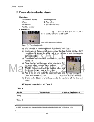 DRAFT
March 31, 2014
Learner’s Module
12
2. Photosynthesis and carbon dioxide
Materials:
Small fresh leaves drinking straw
Water 2 Test tubes
Limewater 2 Rubber stoppers
Test tube rack
Procedures:
a) Prepare two test tubes; label
them test tube C and test tube D.
b) With the use of a drinking straw, blow air into test tube C.
c) Insert two to three small leaves into the test tubes gently. Don’t
compress the leaves because they won’t be able to absorb adequate
carbon dioxide.
d) Cover both test tubes with a rubber stopper. See
Figure 7b.
e) Place the two test tubes on a test tube rack. And
put them under sunlight for 20 minutes.
f) After 20 minutes, get back the two test tubes and
bring them back to your working area.
g) Add 5 mL of lime water to each test tube and
cover with rubber stopper.
h) Shake well. Observe what happens to the contents of the two test
tubes.
Write your observation on Table 2.
Table 2.
SetUp Observation Possible Explanation
Setup C
Setup D
Carbon dioxide is one of the important materials to enable plants to produce food.
Figure 7b. Sample Set-up
Photo Credit: Maricel Peña-SJDMNHS
Figure 7a. Test tubes C and D
Photo Credit: Maricel Peña-SJDMNHS
 