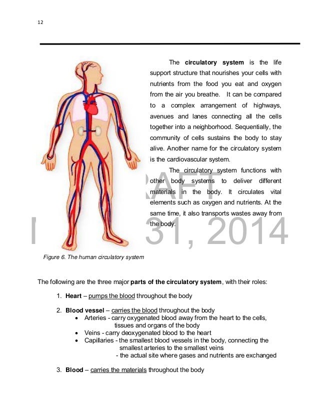 Circulatory System Diagram For Grade 2 Images - How To 