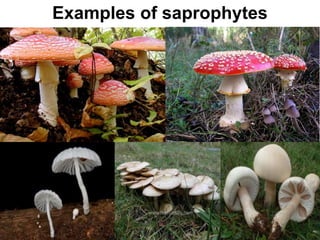 Examples of saprophytes
 