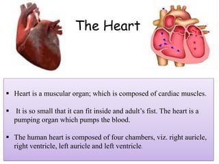 The Heart
 Heart is a muscular organ; which is composed of cardiac muscles.
 It is so small that it can fit inside and adult’s fist. The heart is a
pumping organ which pumps the blood.
 The human heart is composed of four chambers, viz. right auricle,
right ventricle, left auricle and left ventricle.
 