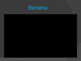 Bacteria
