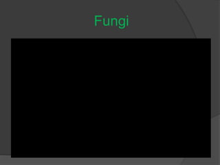 Fungi