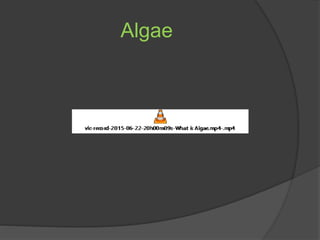 Algae