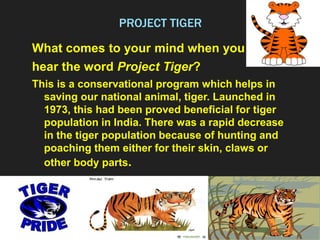 PROJECT TIGER
What comes to your mind when you
hear the word Project Tiger?
This is a conservational program which helps in
saving our national animal, tiger. Launched in
1973, this had been proved beneficial for tiger
population in India. There was a rapid decrease
in the tiger population because of hunting and
poaching them either for their skin, claws or
other body parts.
 