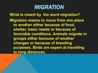 MIGRATION
What is meant by the word migration?
Migration means to move from one place
to another either because of food,
shelter, basic needs or because of
favorable conditions. Animals migrate in
groups either because of weather
changes or because of breeding
purposes. Birds are expert at travelling
to long distances.
 