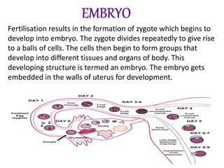 Fertilisation results in the formation of zygote which begins to
develop into embryo. The zygote divides repeatedly to give rise
to a balls of cells. The cells then begin to form groups that
develop into different tissues and organs of body. This
developing structure is termed an embryo. The embryo gets
embedded in the walls of uterus for development.
 