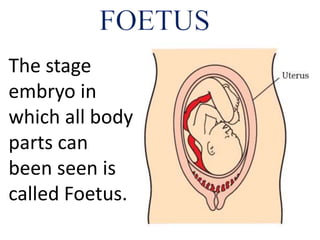 The stage
embryo in
which all body
parts can
been seen is
called Foetus.
 