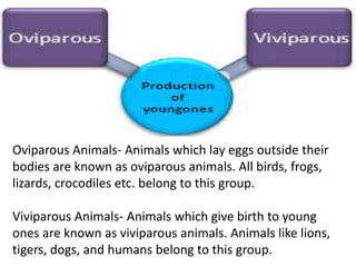 Oviparous Animals- Animals which lay eggs outside their
bodies are known as oviparous animals. All birds, frogs,
lizards, crocodiles etc. belong to this group.
Viviparous Animals- Animals which give birth to young
ones are known as viviparous animals. Animals like lions,
tigers, dogs, and humans belong to this group.
 