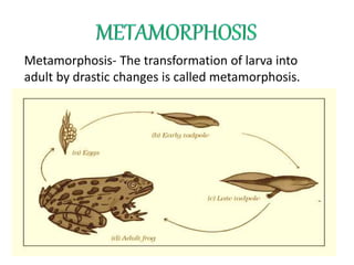 Metamorphosis- The transformation of larva into
adult by drastic changes is called metamorphosis.
 