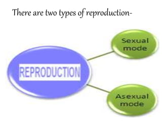 There are two types of reproduction-
 