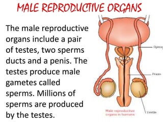 The male reproductive
organs include a pair
of testes, two sperms
ducts and a penis. The
testes produce male
gametes called
sperms. Millions of
sperms are produced
by the testes.
 