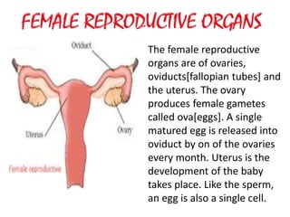 The female reproductive
organs are of ovaries,
oviducts[fallopian tubes] and
the uterus. The ovary
produces female gametes
called ova[eggs]. A single
matured egg is released into
oviduct by on of the ovaries
every month. Uterus is the
development of the baby
takes place. Like the sperm,
an egg is also a single cell.
 