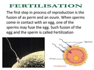 The first step in process of reproduction is the
fusion of as perm and an ovum. When sperms
come in contact with an egg, one of the
sperms may fuse the egg. Such fusion of the
egg and the sperm is called Fertilization
 