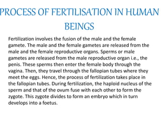Fertilization involves the fusion of the male and the female
gamete. The male and the female gametes are released from the
male and the female reproductive organs. Sperms or male
gametes are released from the male reproductive organ i.e., the
penis. These sperms then enter the female body through the
vagina. Then, they travel through the fallopian tubes where they
meet the eggs. Hence, the process of fertilization takes place in
the fallopian tubes. During fertilization, the haploid nucleus of the
sperm and that of the ovum fuse with each other to form the
zygote. This zygote divides to form an embryo which in turn
develops into a foetus.
PROCESS OF FERTILISATION IN HUMAN
BEINGS
 