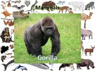 Mammals
 