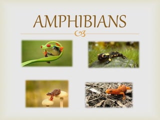 
AMPHIBIANS
 