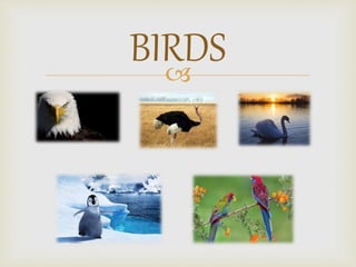 
BIRDS
 