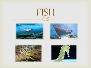 
FISH
 