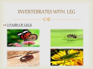 
 3 PAIRS OF LEGS
INVERTEBRATES WITH LEG
 