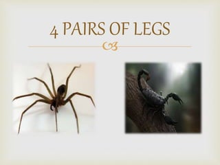 
4 PAIRS OF LEGS
 