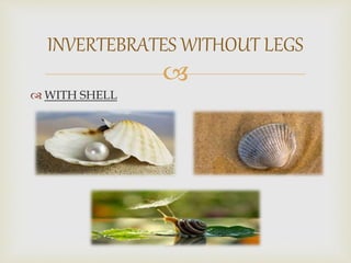 
 WITH SHELL
INVERTEBRATES WITHOUT LEGS
 