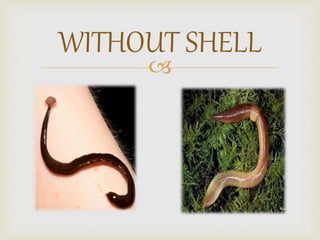 
WITHOUT SHELL
 