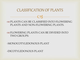 
 PLANTS CAN BE CLASSIFIED INTO FLOWERING
PLANTS AND NON-FLOWERING PLANTS.
 FLOWERING PLANTS CAN BE DIVIDED INTO
TWO GROUPS:
-MONOCOTYLEDONOUS PLANT
-DICOTYLEDONOUS PLANT
CLASSIFICATION OF PLANTS
 