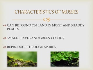 
 CAN BE FOUND ON LAND IN MOIST AND SHADDY
PLACES.
 SMALL LEAVES AND GREEN COLOUR.
 REPRODUCE THROUGH SPORES.
CHARACTERISTICS OF MOSSES
 