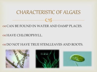 
 CAN BE FOUND IN WATER AND DAMP PLACES.
 HAVE CHLOROPHYLL.
 DO NOT HAVE TRUE STEM,LEAVES AND ROOTS.
CHARACTERISTIC OF ALGAES
 