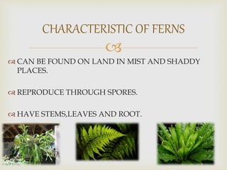 
 CAN BE FOUND ON LAND IN MIST AND SHADDY
PLACES.
 REPRODUCE THROUGH SPORES.
 HAVE STEMS,LEAVES AND ROOT.
CHARACTERISTIC OF FERNS
 