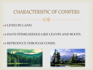 
 LIVES ON LAND.
 HAVE STEMS,NEEDLE-LIKE LEAVES AND ROOTS.
 REPRODUCE THROUGH CONES.
CHARACTERISTIC OF CONIFERS
 