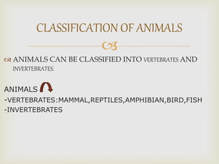 
 ANIMALS CAN BE CLASSIFIED INTO VERTEBRATES AND
INVERTEBRATES.
ANIMALS
-VERTEBRATES:MAMMAL,REPTILES,AMPHIBIAN,BIRD,FISH
-INVERTEBRATES
CLASSIFICATION OF ANIMALS
 