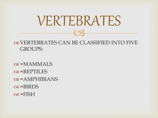 
 VERTEBRATES CAN BE CLASSIFIED INTO FIVE
GROUPS:
 =MAMMALS
 =REPTILES
 =AMPHIBIANS
 =BIRDS
 =FISH
VERTEBRATES
 