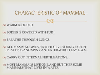  WARM BLOODED
 BODIES IS COVERED WITH FUR
 BREATHE THROUGH LUNGS.
 ALL MAMMAL GIVES BIRTH TO LIVE YOUNG EXCEPT
PLATYPUS AND SPINY ANTEATER,WHICH LAY EGGS.
 CARRY OUT INTERNAL FERTILISATIONS.
 MOST MAMMALS LIVE ON LAND BUT THER SOME
MAMMALS THAT LIVES IN WATER
CHARACTERISTIC OF MAMMAL
 