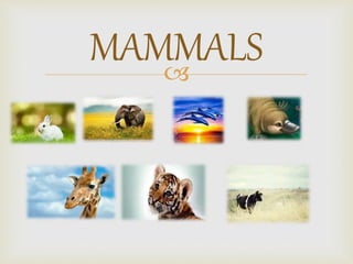 
MAMMALS
 